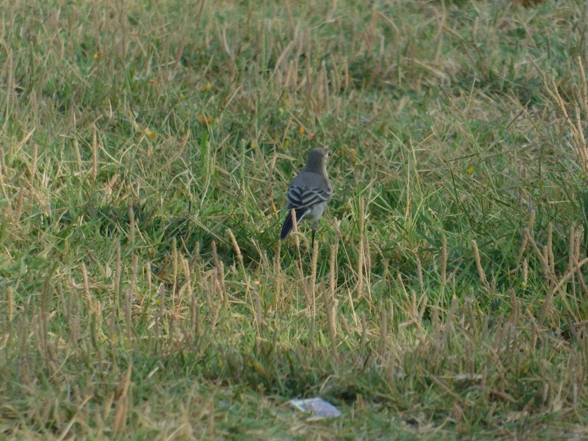 White Wagtail - ML640462138