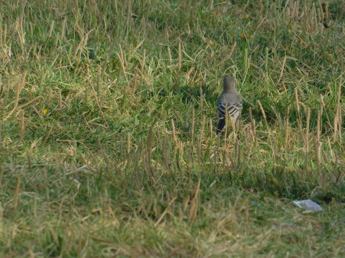 White Wagtail - ML640462139