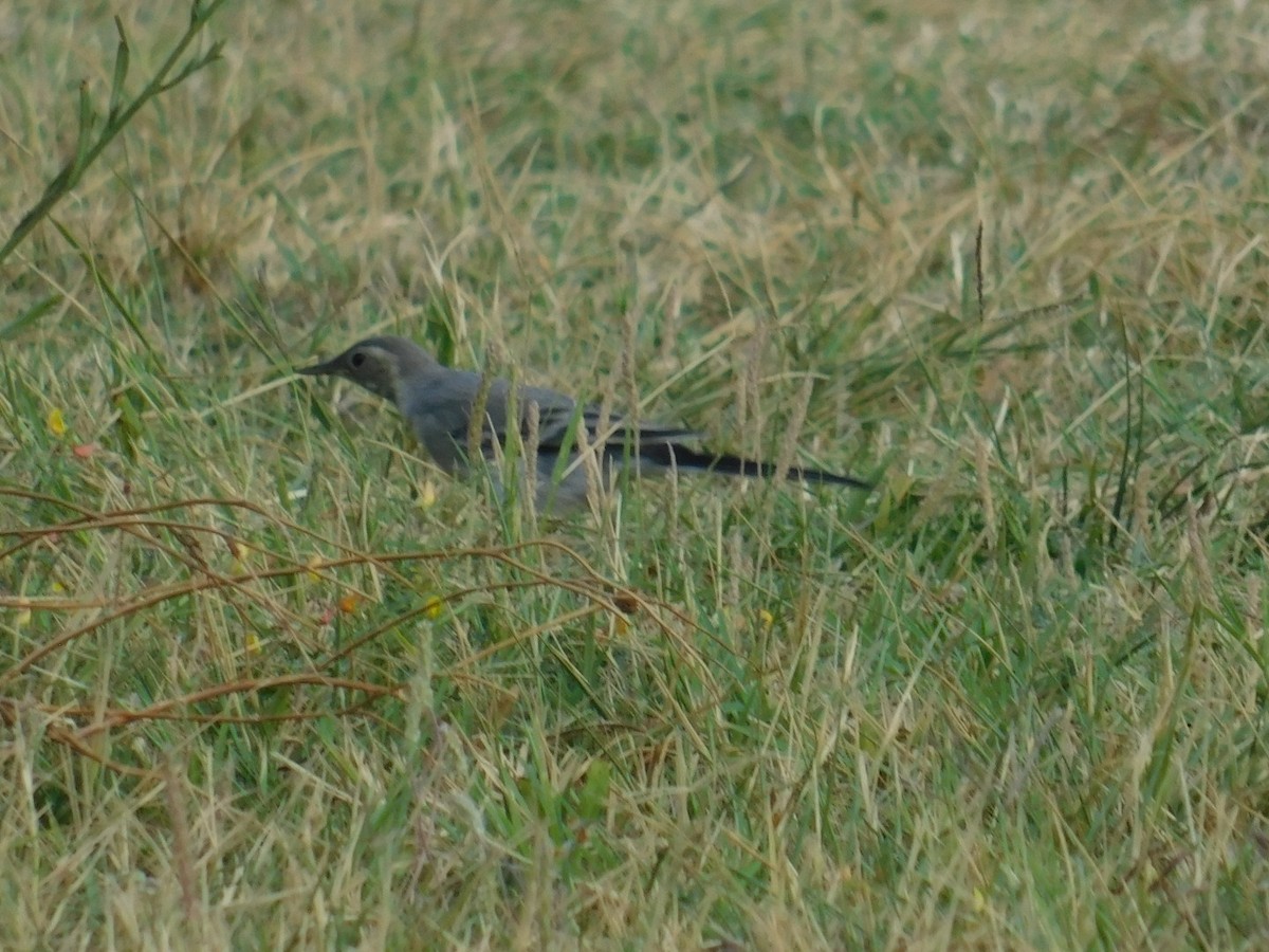 White Wagtail - ML640462140