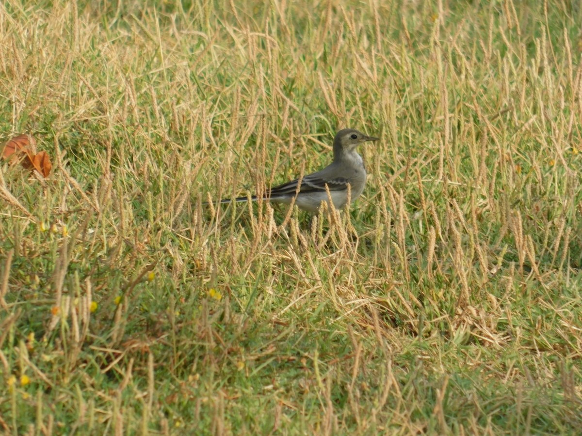 White Wagtail - ML640462141