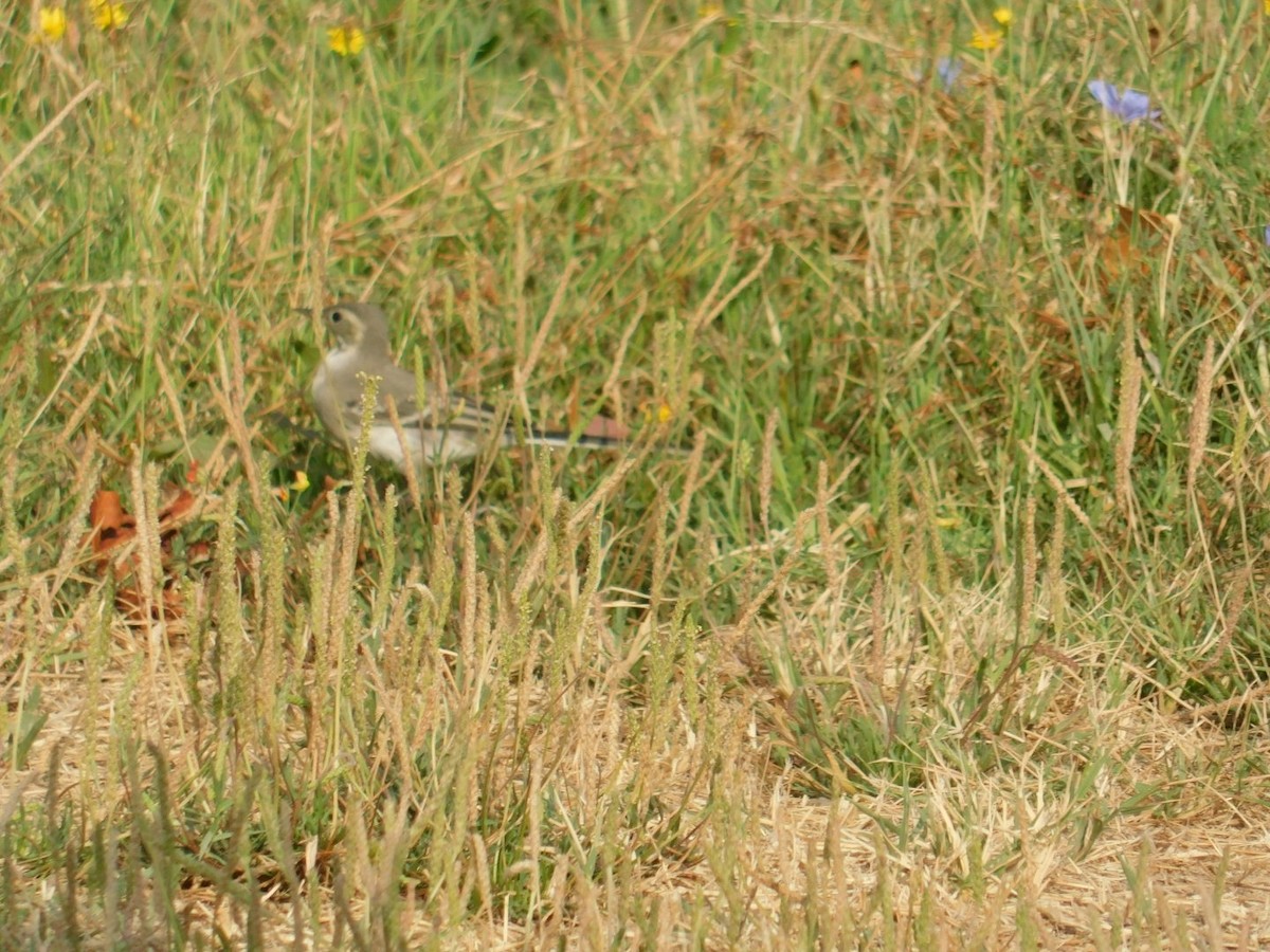 White Wagtail - ML640462142