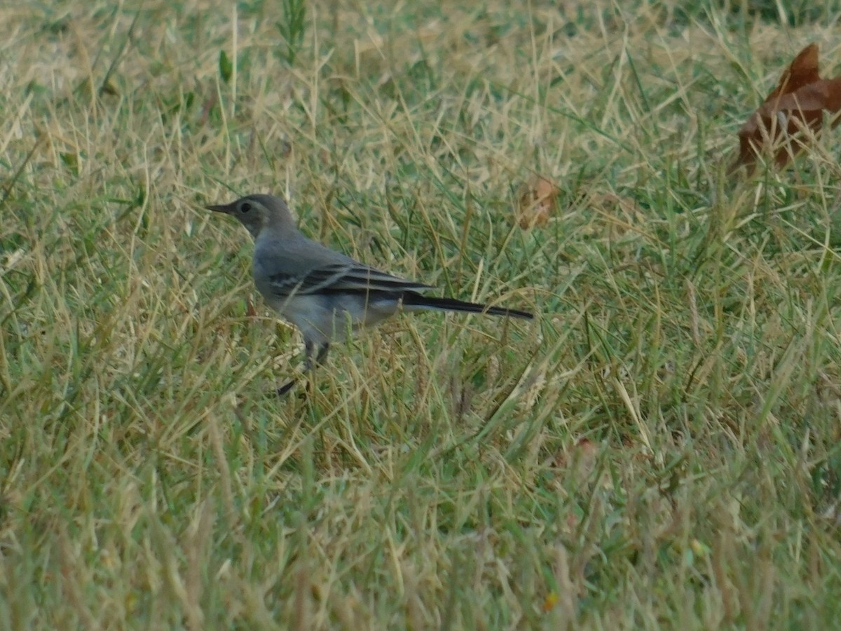White Wagtail - ML640462143