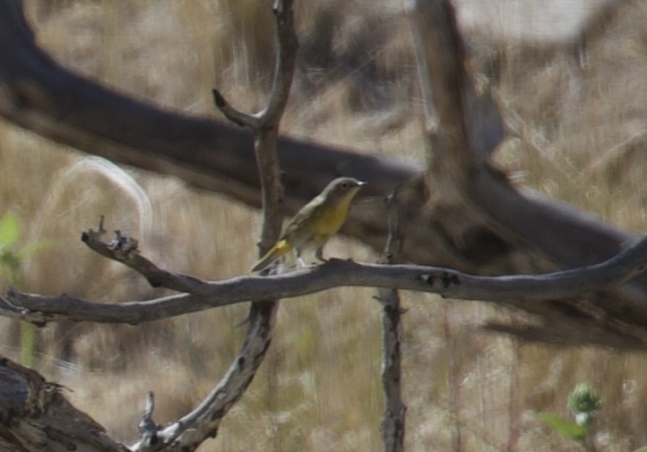 Nashville Warbler - ML640462168