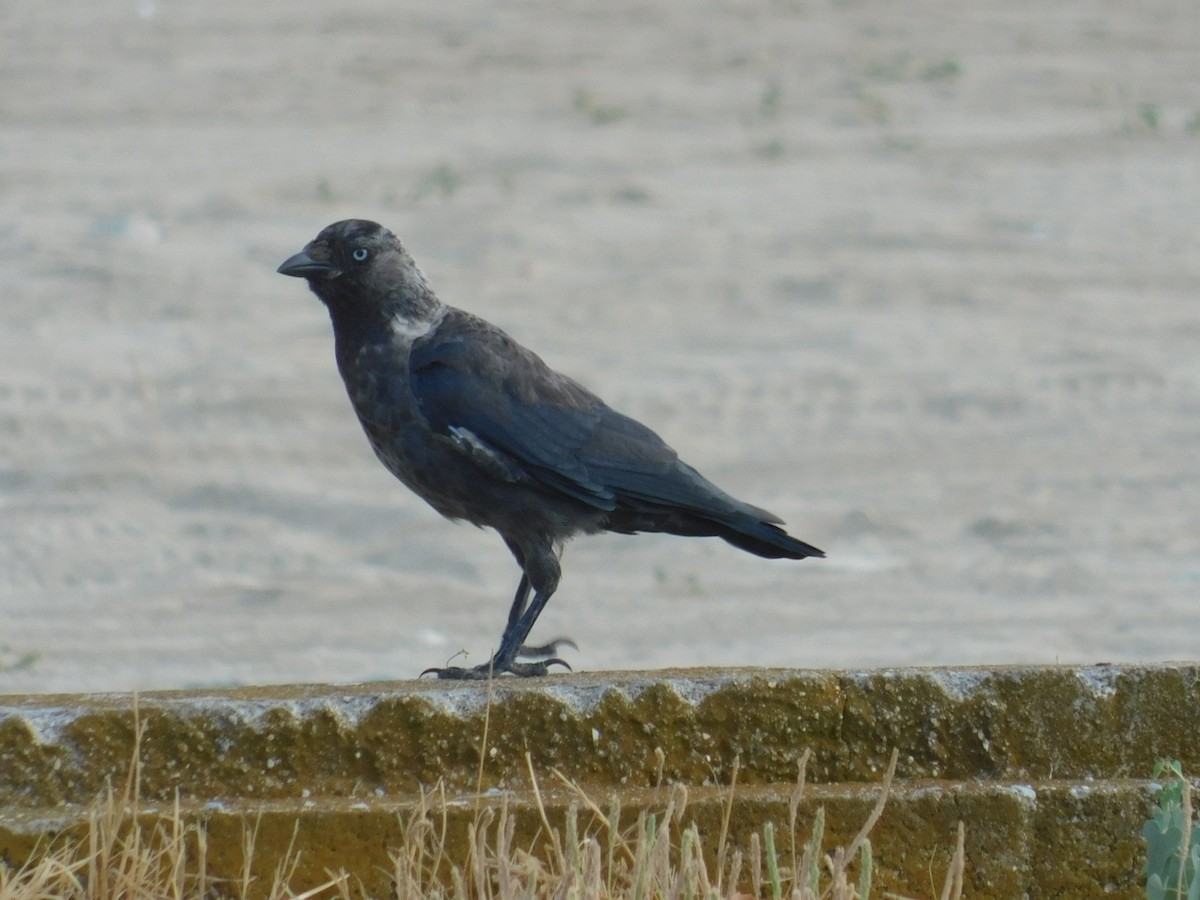 Eurasian Jackdaw - ML640462173