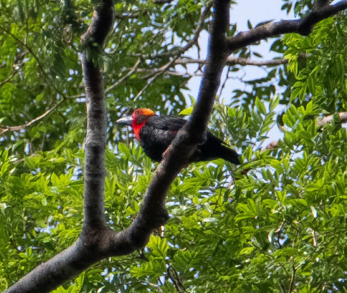 Bornean Bristlehead - ML640462218