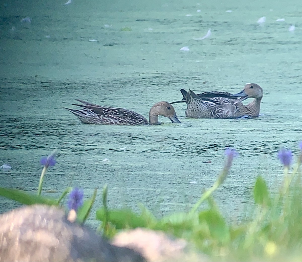 Northern Pintail - ML640462282