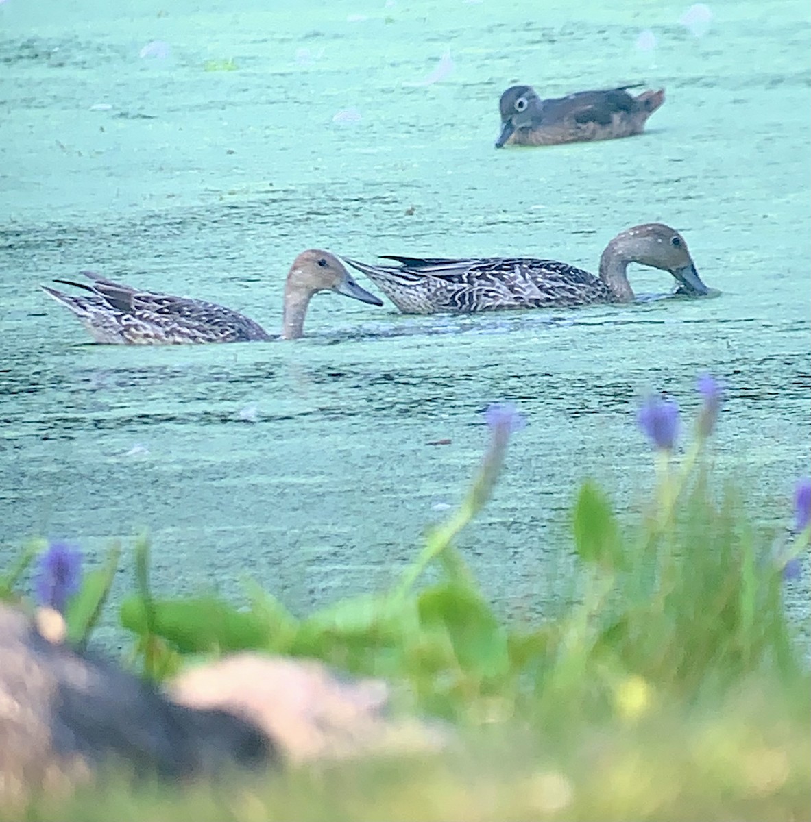 Northern Pintail - ML640462283