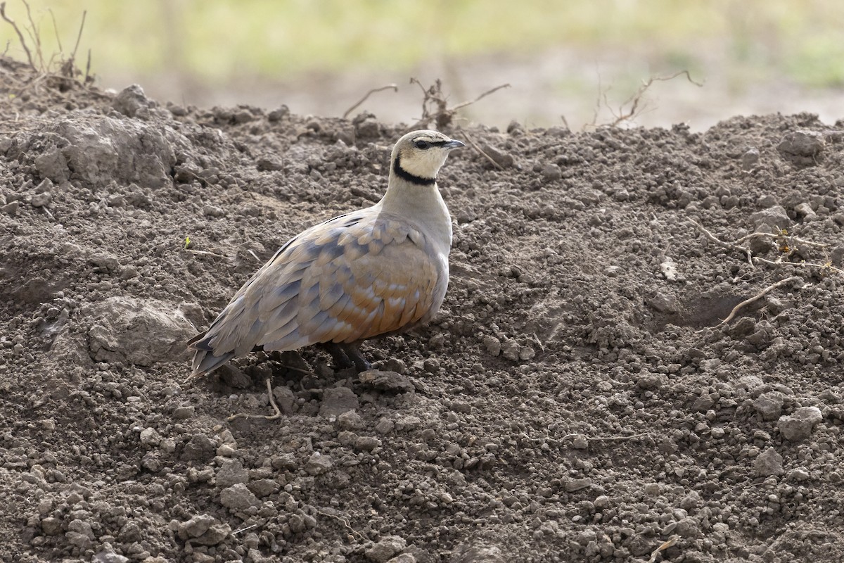 Yellow-throated Sandgrouse - ML640462424