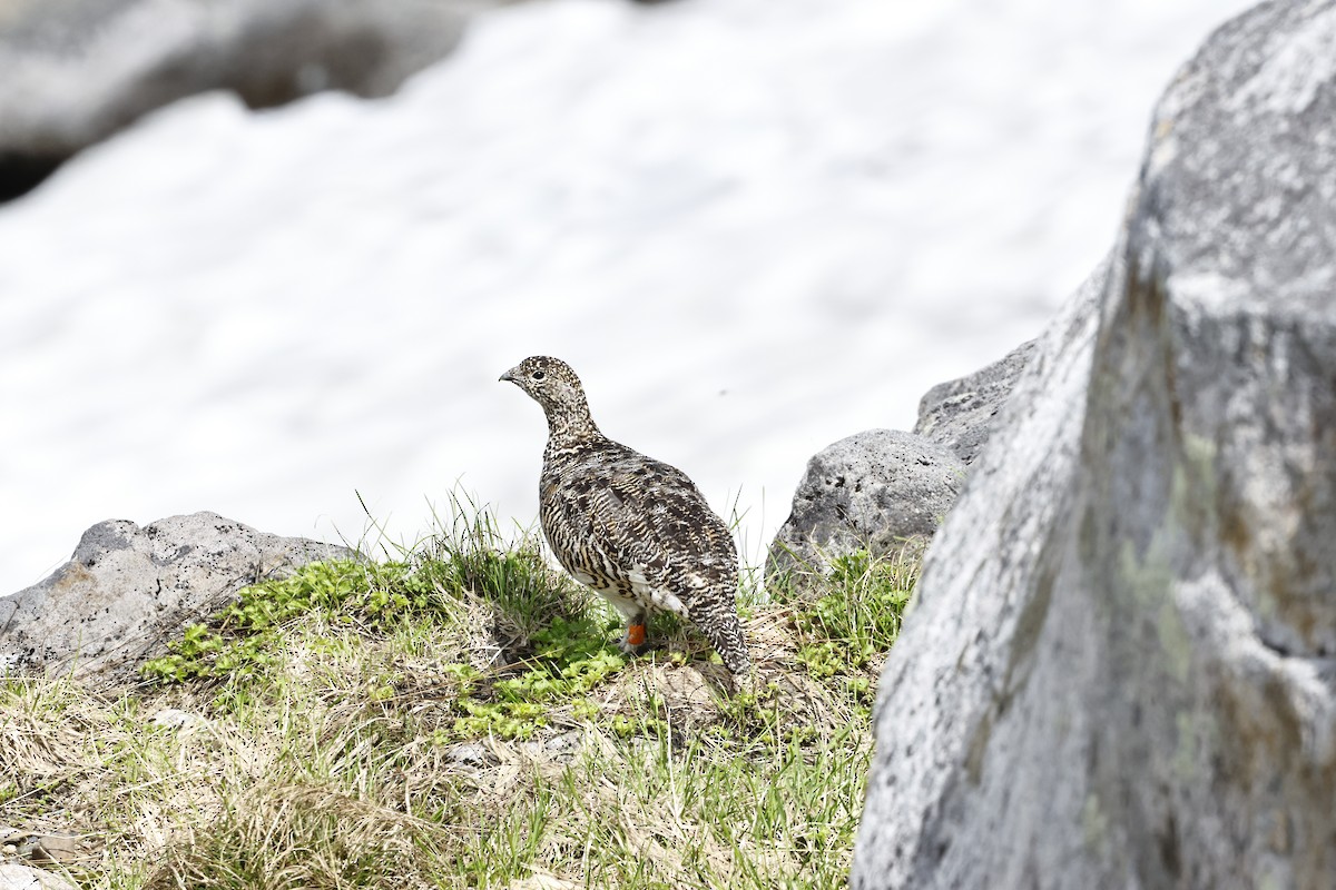 Цэвдгийн ахууна - ML640462523