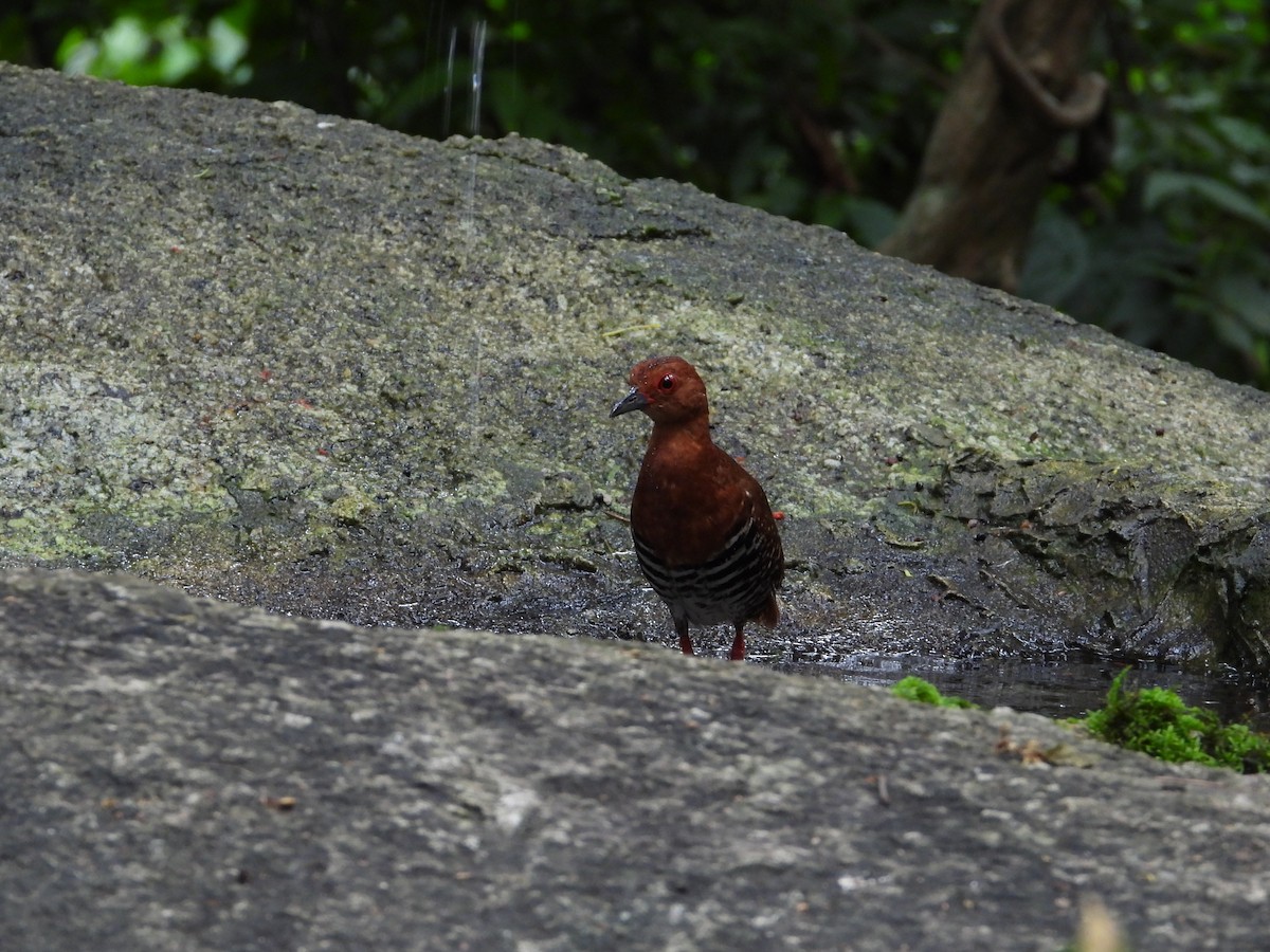 Red-legged Crake - ML640462527
