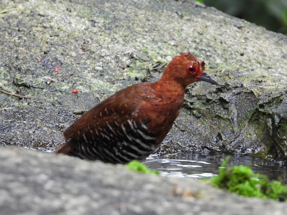 Red-legged Crake - ML640462528