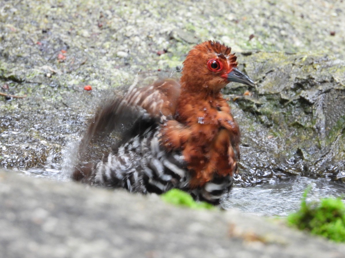 Red-legged Crake - ML640462529