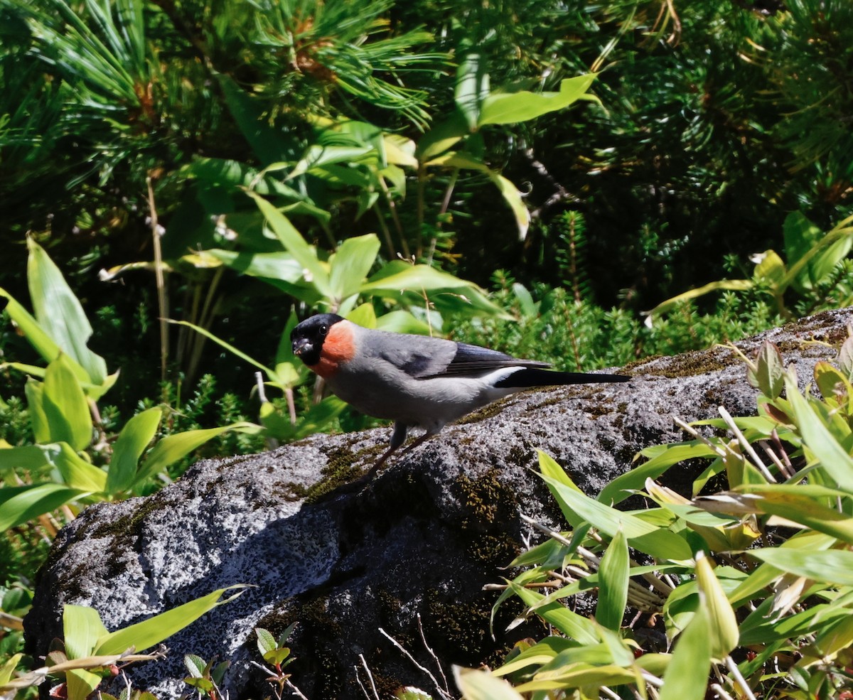 Эгэл зана - ML640462535