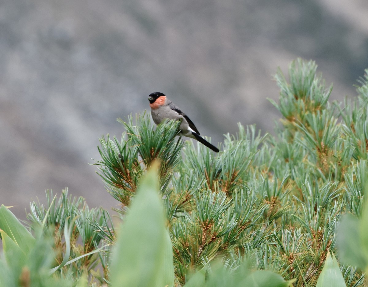 Эгэл зана - ML640462536