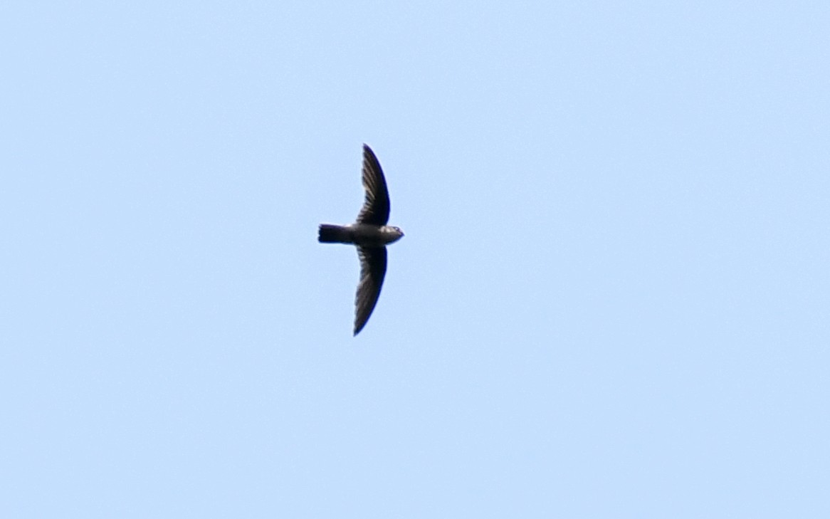 Glossy Swiftlet - ML640462539