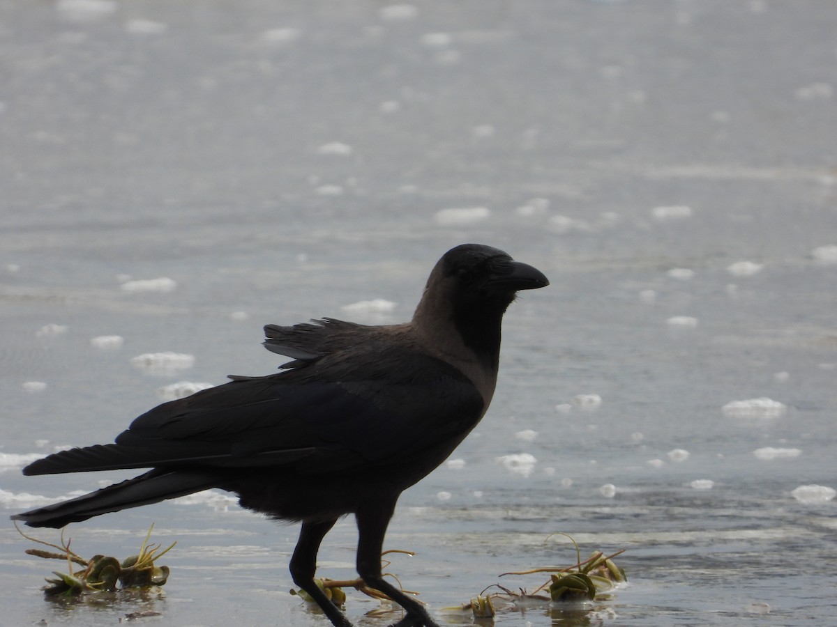 House Crow - ML640462597