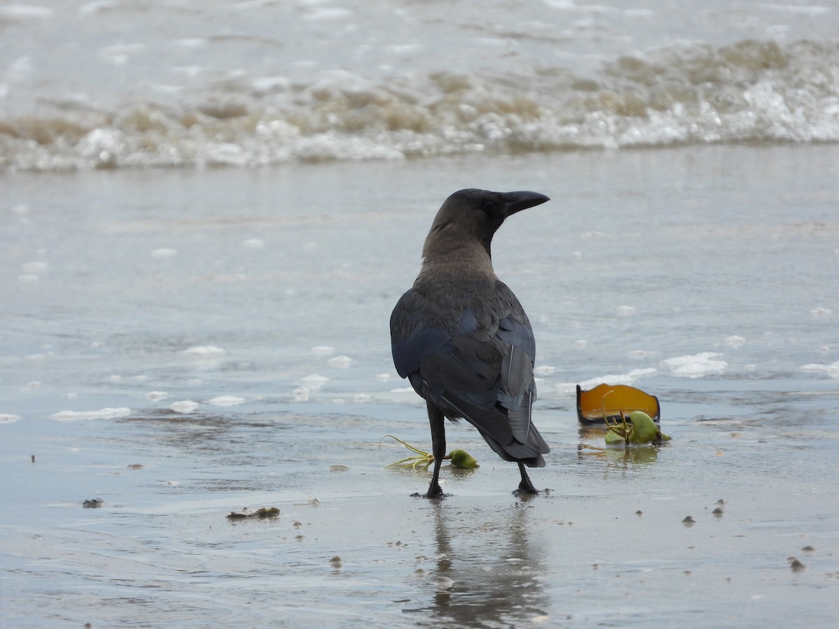 House Crow - ML640462598