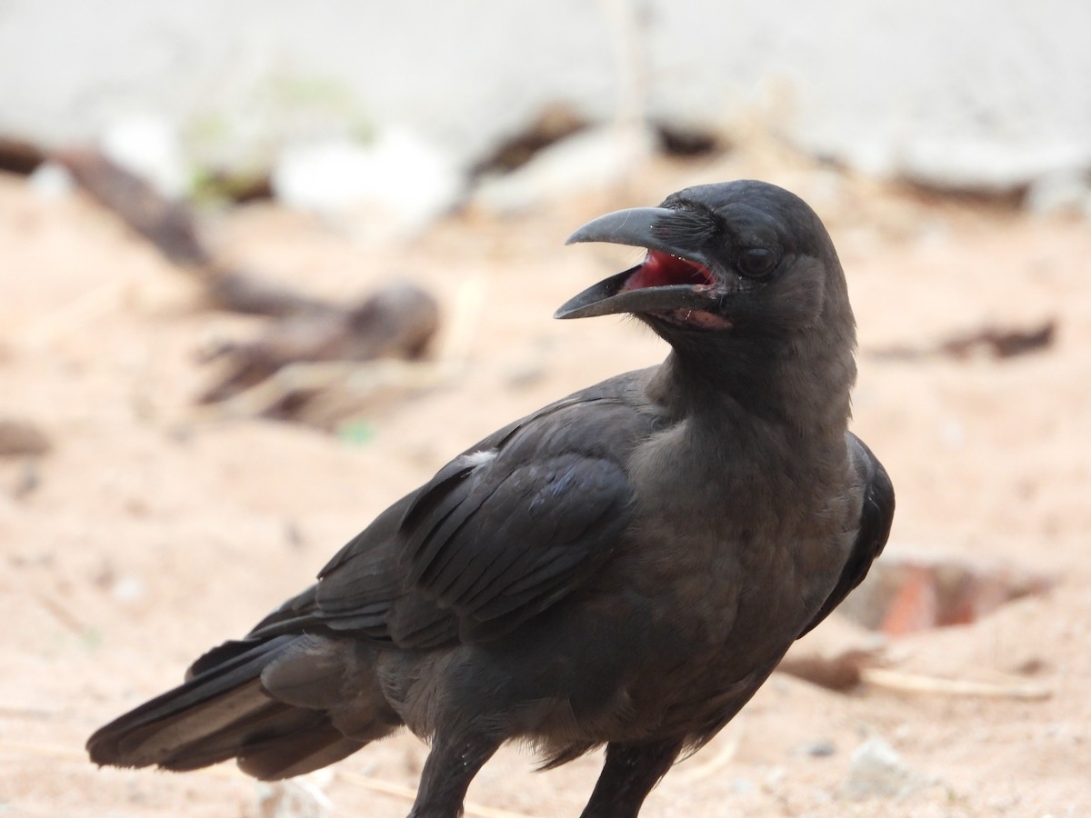 House Crow - ML640462600