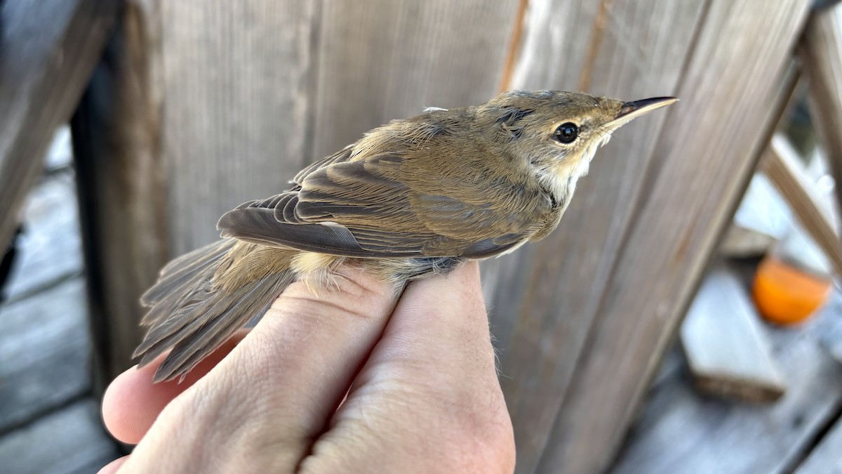 Common Reed Warbler - ML640462651