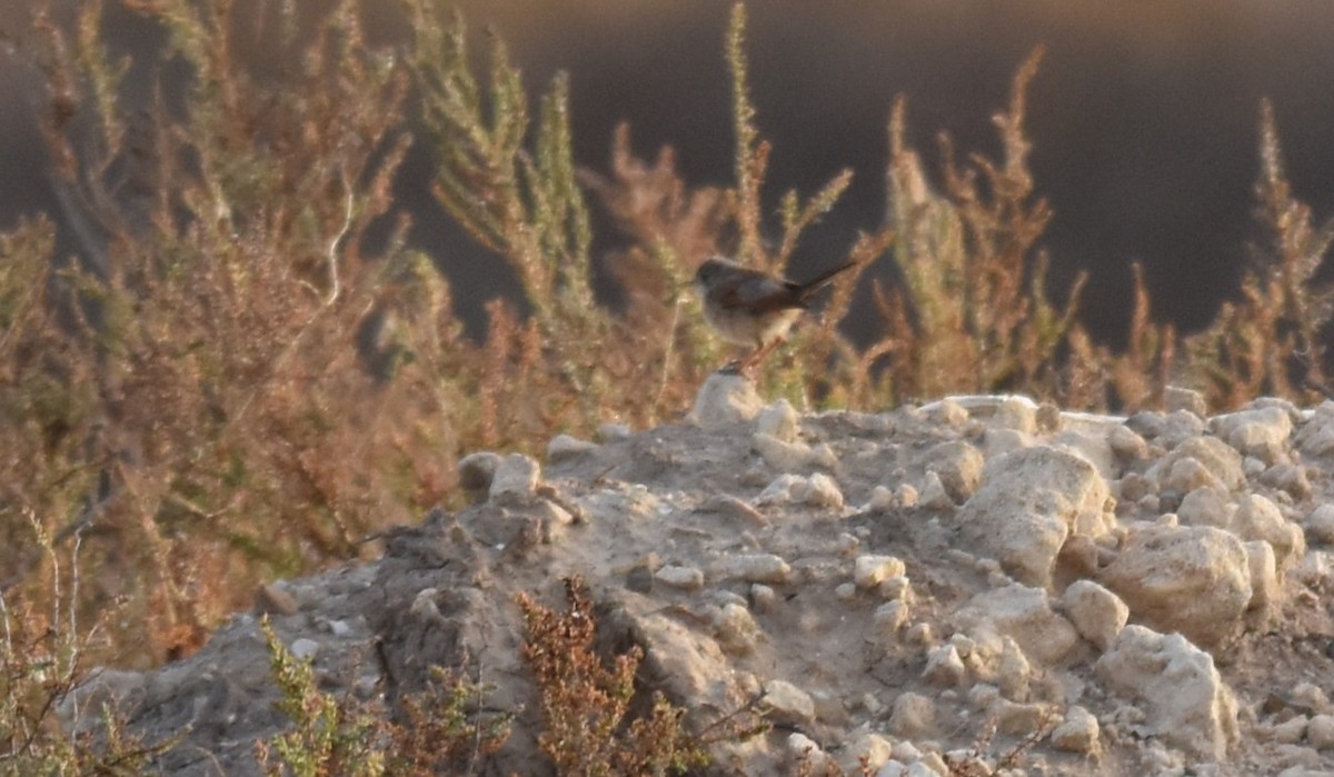 Spectacled Warbler - ML640462679