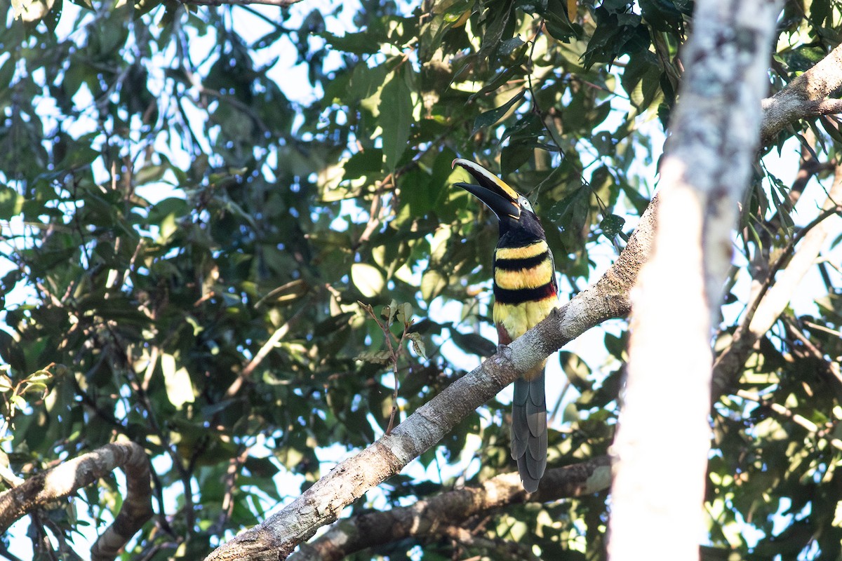 Many-banded Aracari - ML640462691
