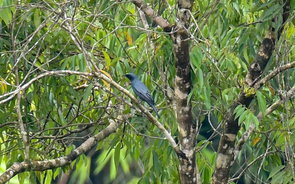 Sulawesi Cicadabird - ML640462699
