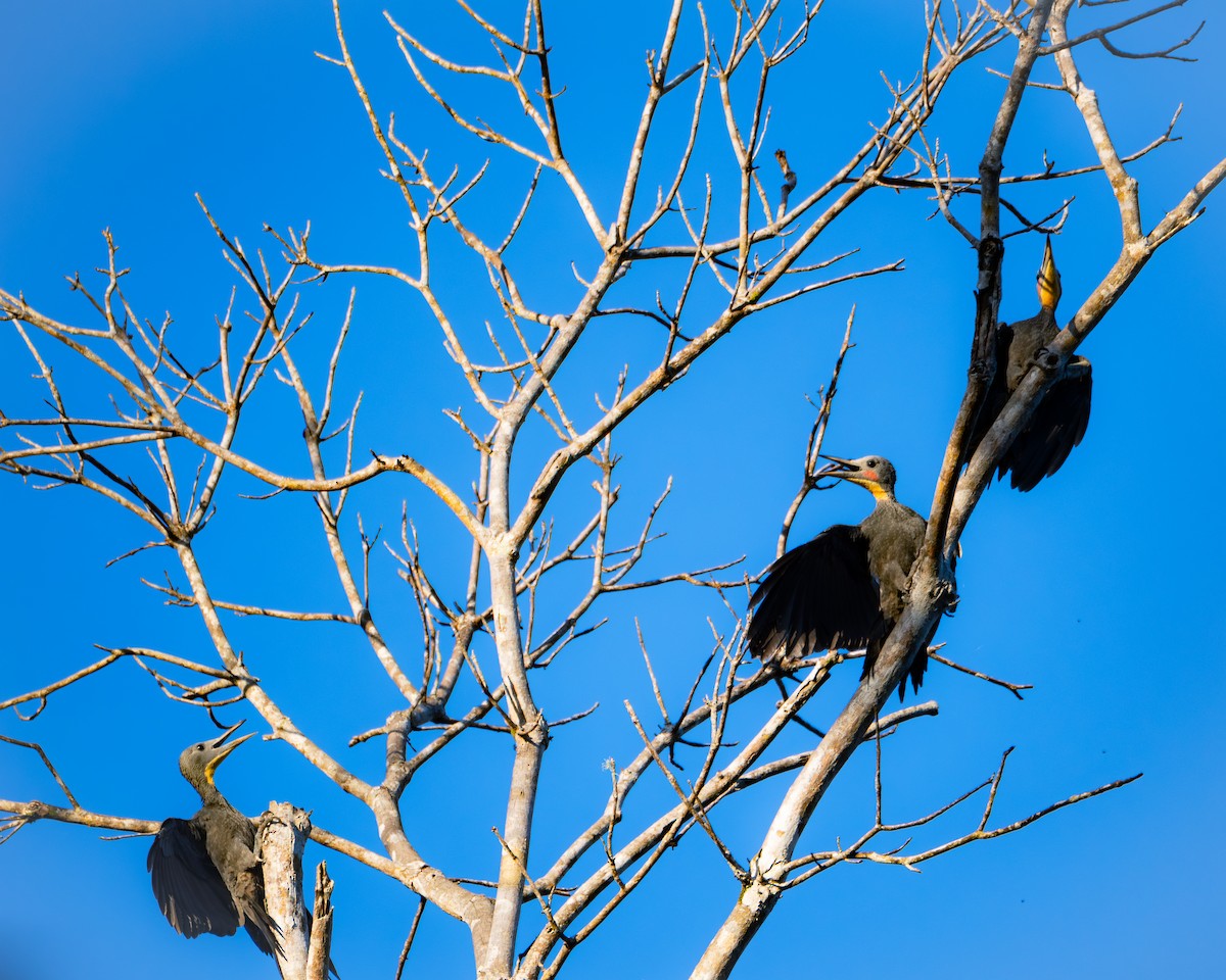 Great Slaty Woodpecker - ML640462752