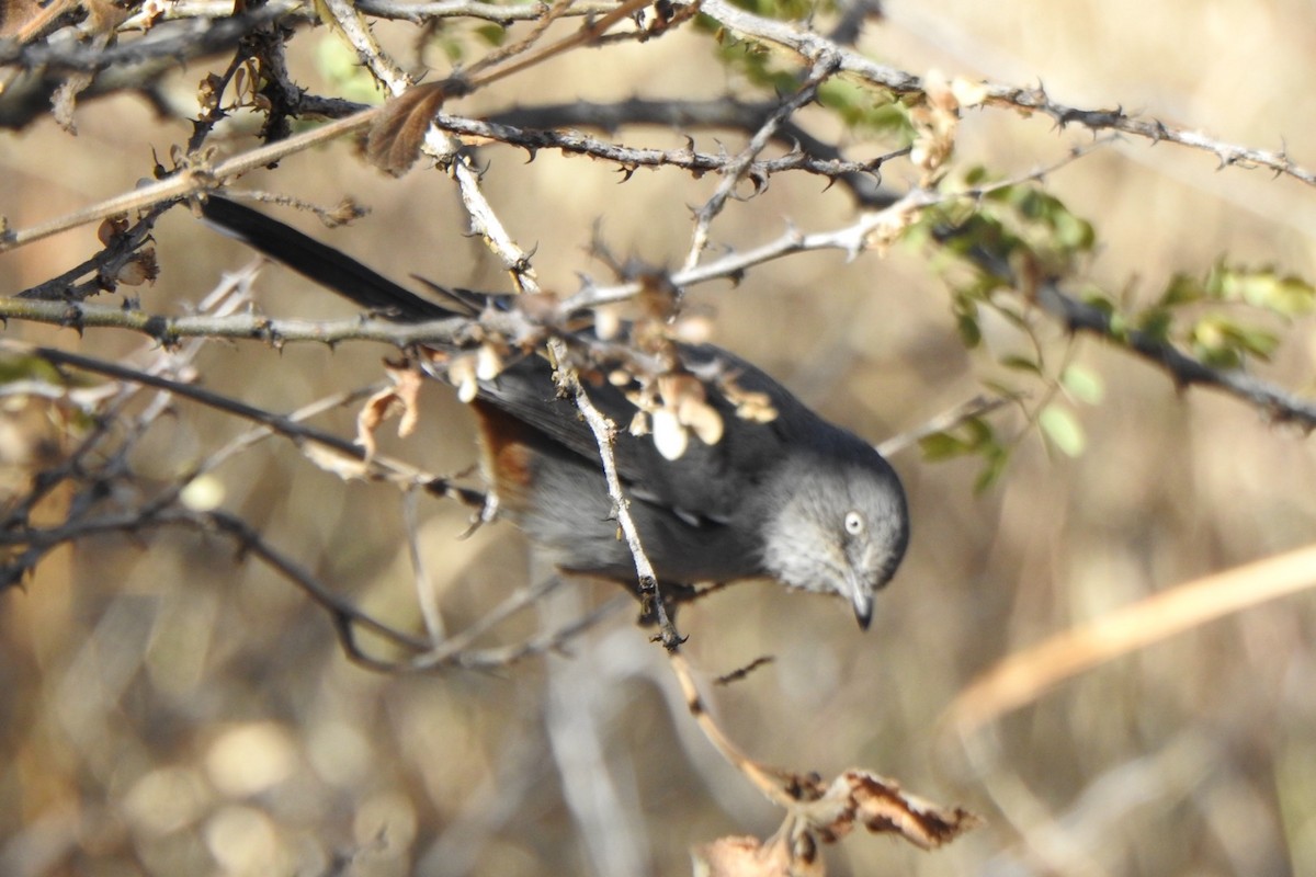 Chestnut-vented Warbler - ML640462846