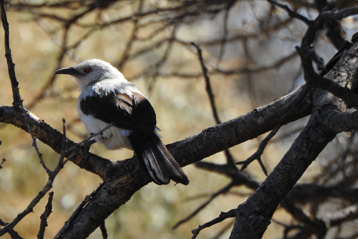 Southern Pied-Babbler - ML640462852