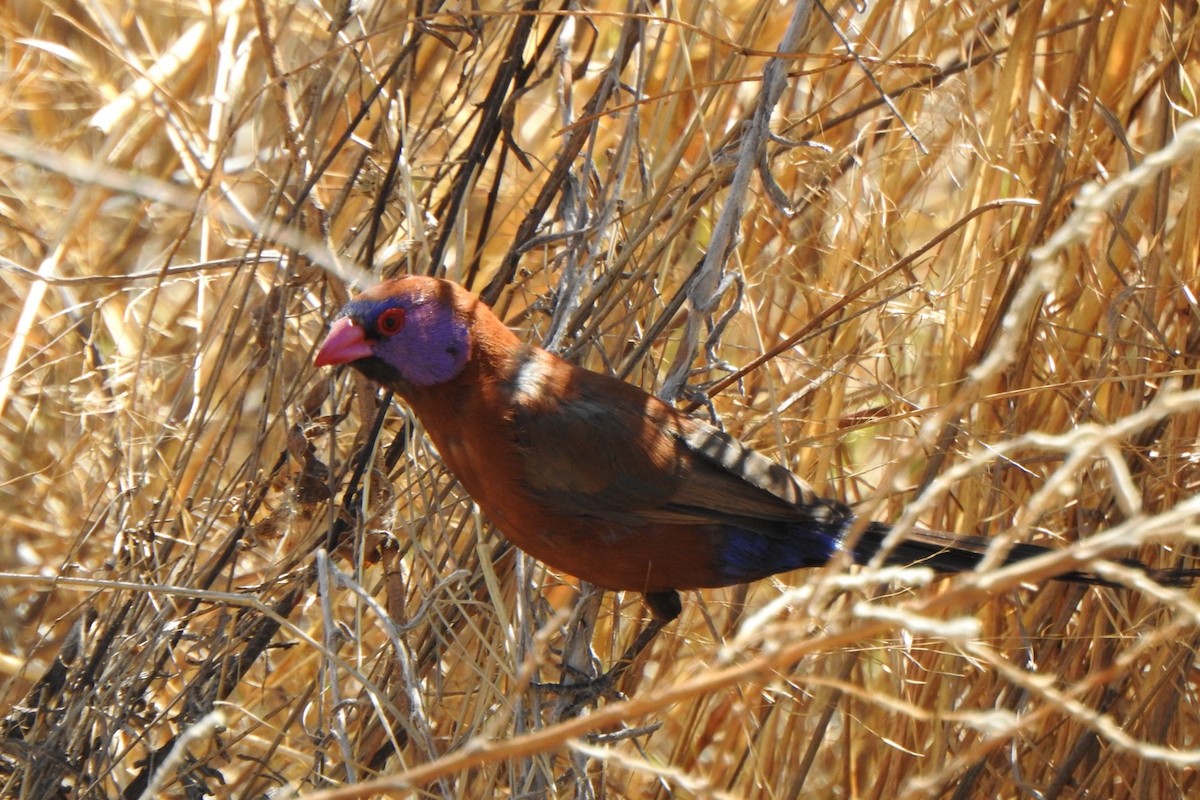 Violet-eared Waxbill - ML640462868