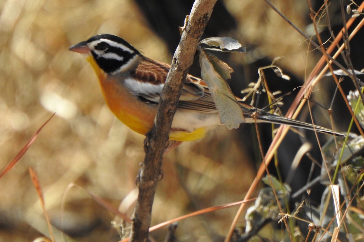 Golden-breasted Bunting - ML640462890