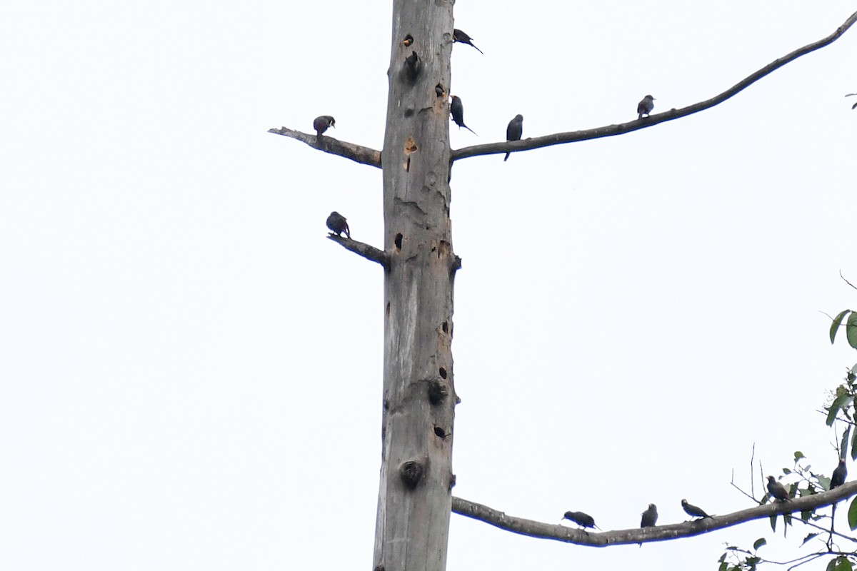 Finch-billed Myna - ML640462913