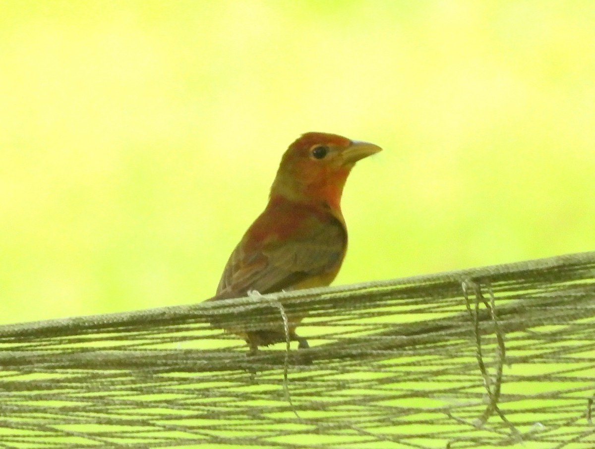 Summer Tanager - ML640463090