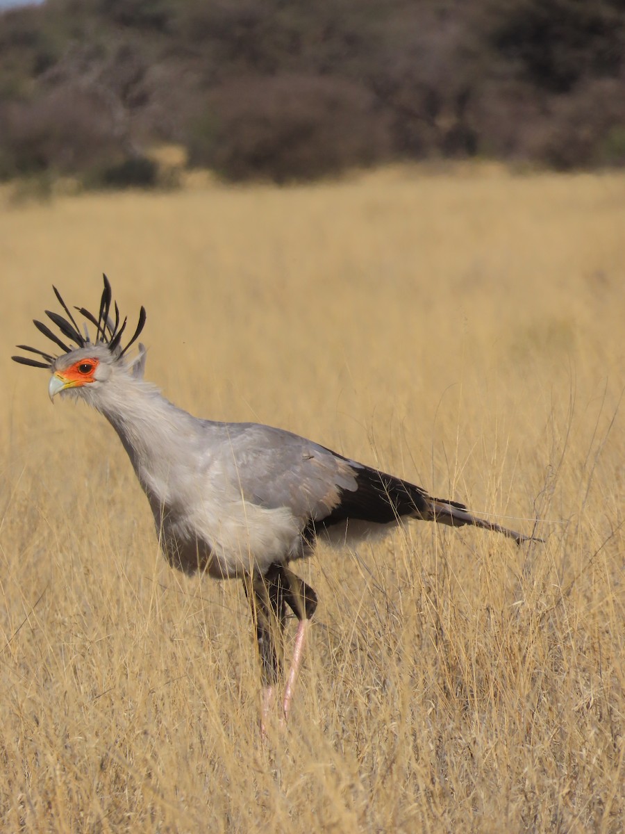 Secretarybird - ML640463191