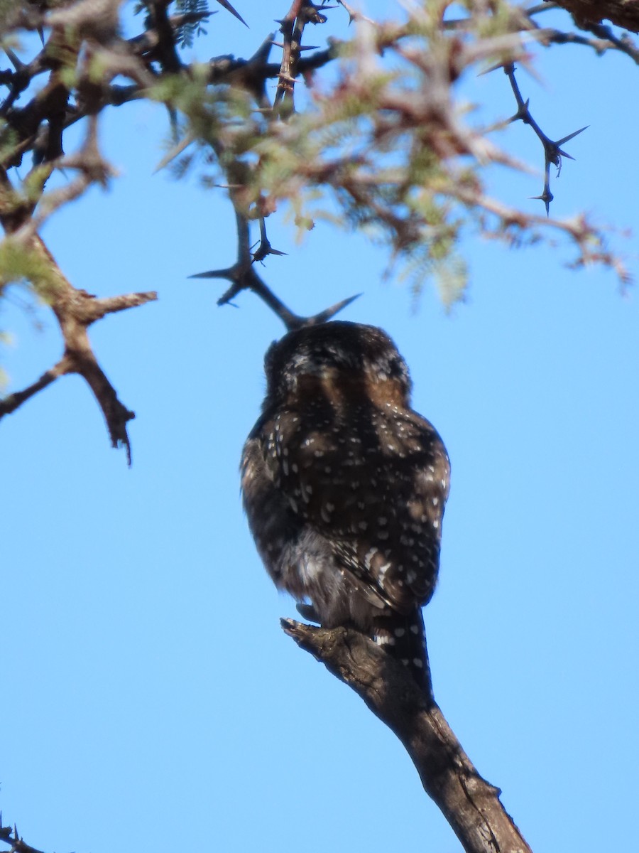 Pearl-spotted Owlet - ML640463192