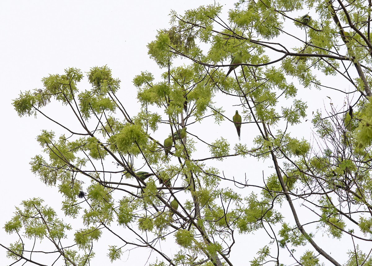 Pin-tailed Green-Pigeon - ML640463228
