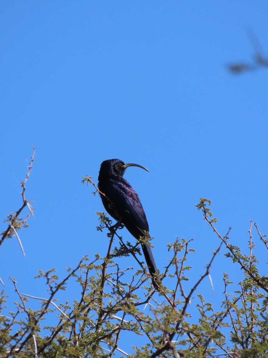 Common Scimitarbill - ML640463231