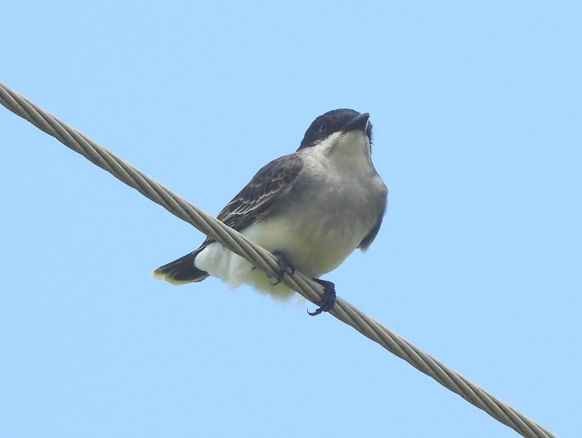 Eastern Kingbird - ML640463236