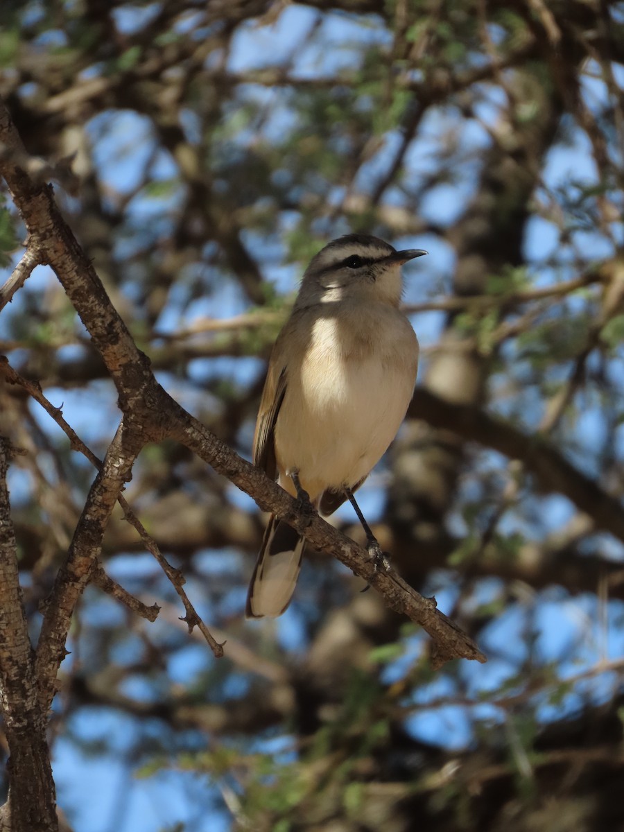 Kalahari Scrub-Robin - ML640463248
