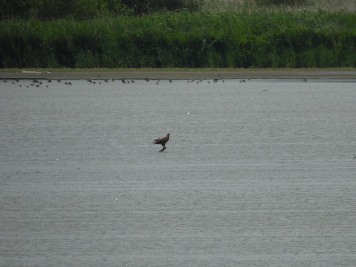 White-tailed Eagle - ML640463316