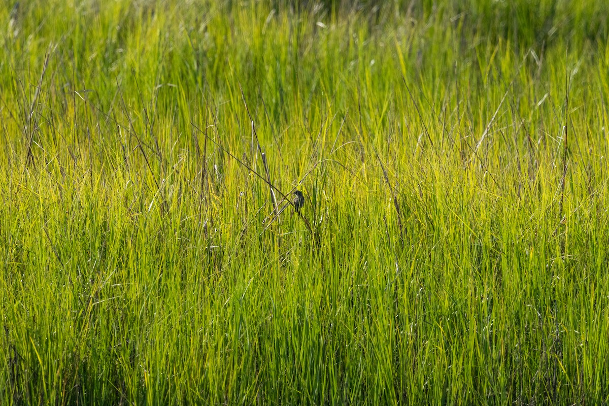 Seaside Sparrow - ML640463414