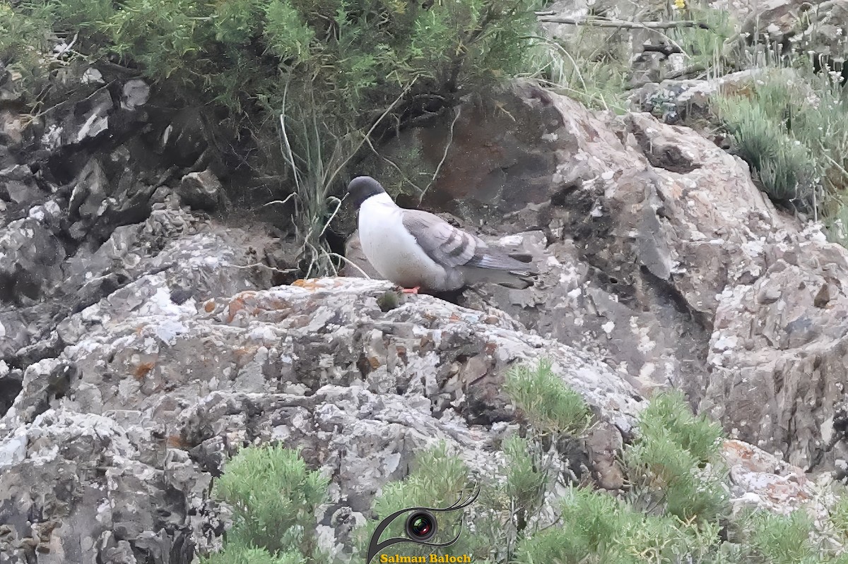Snow Pigeon - ML640463443