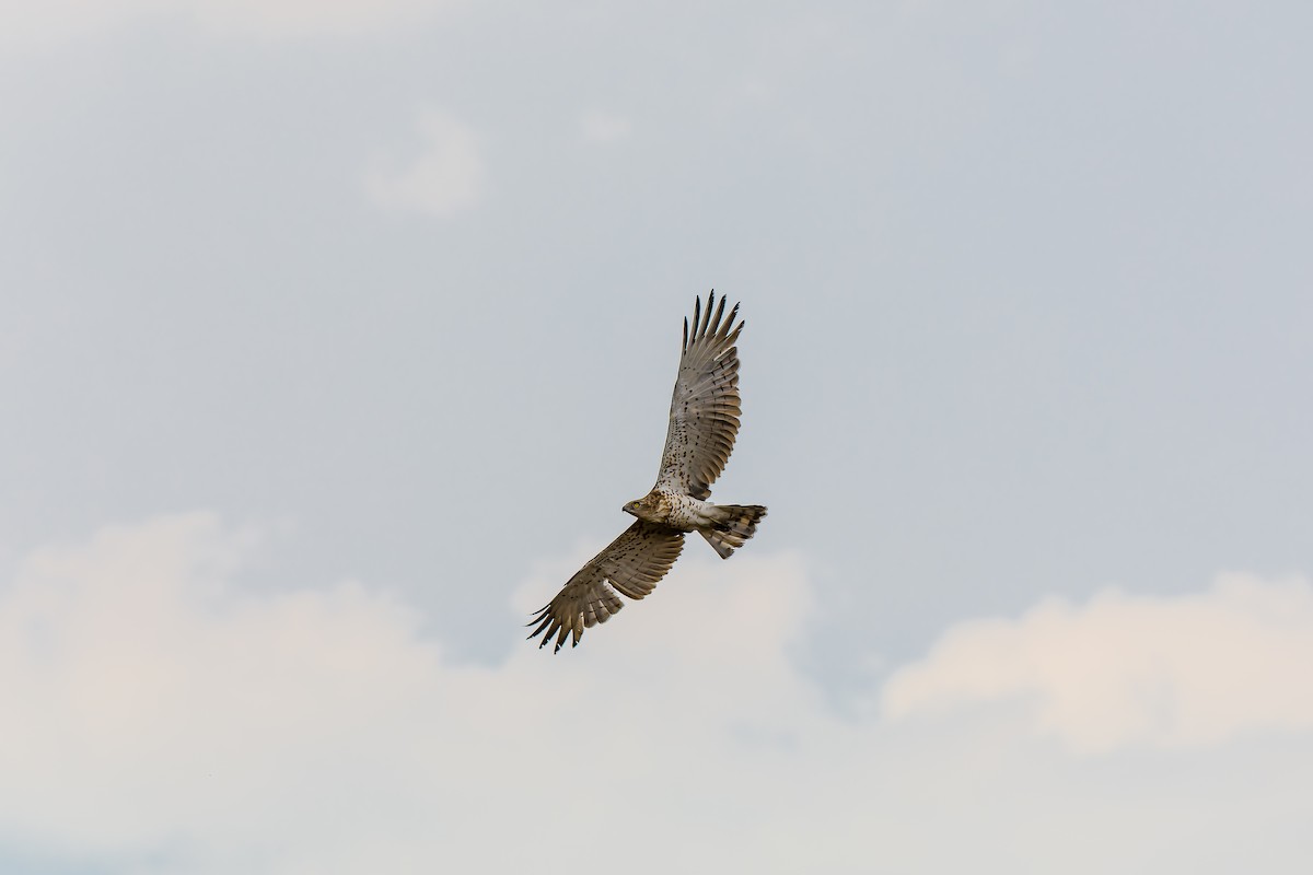 Short-toed Snake-Eagle - ML640463556