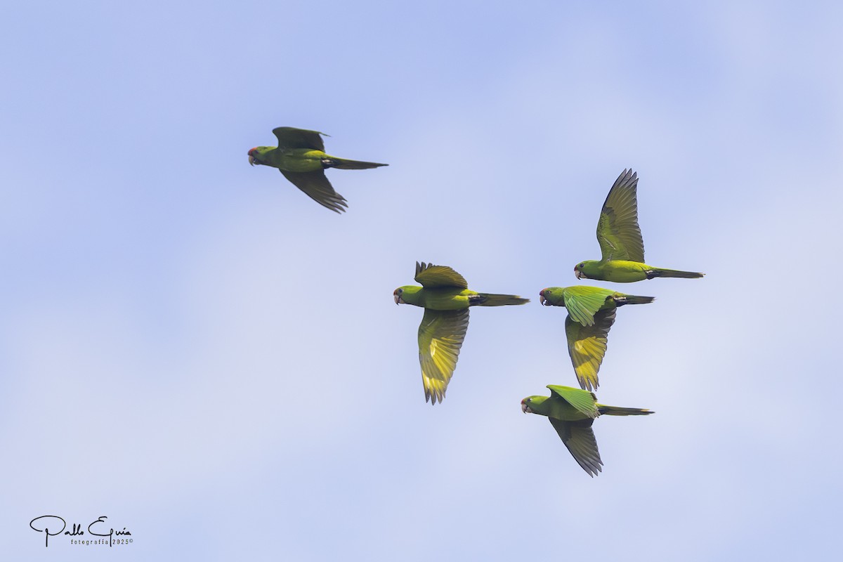 Scarlet-fronted Parakeet - ML640463578
