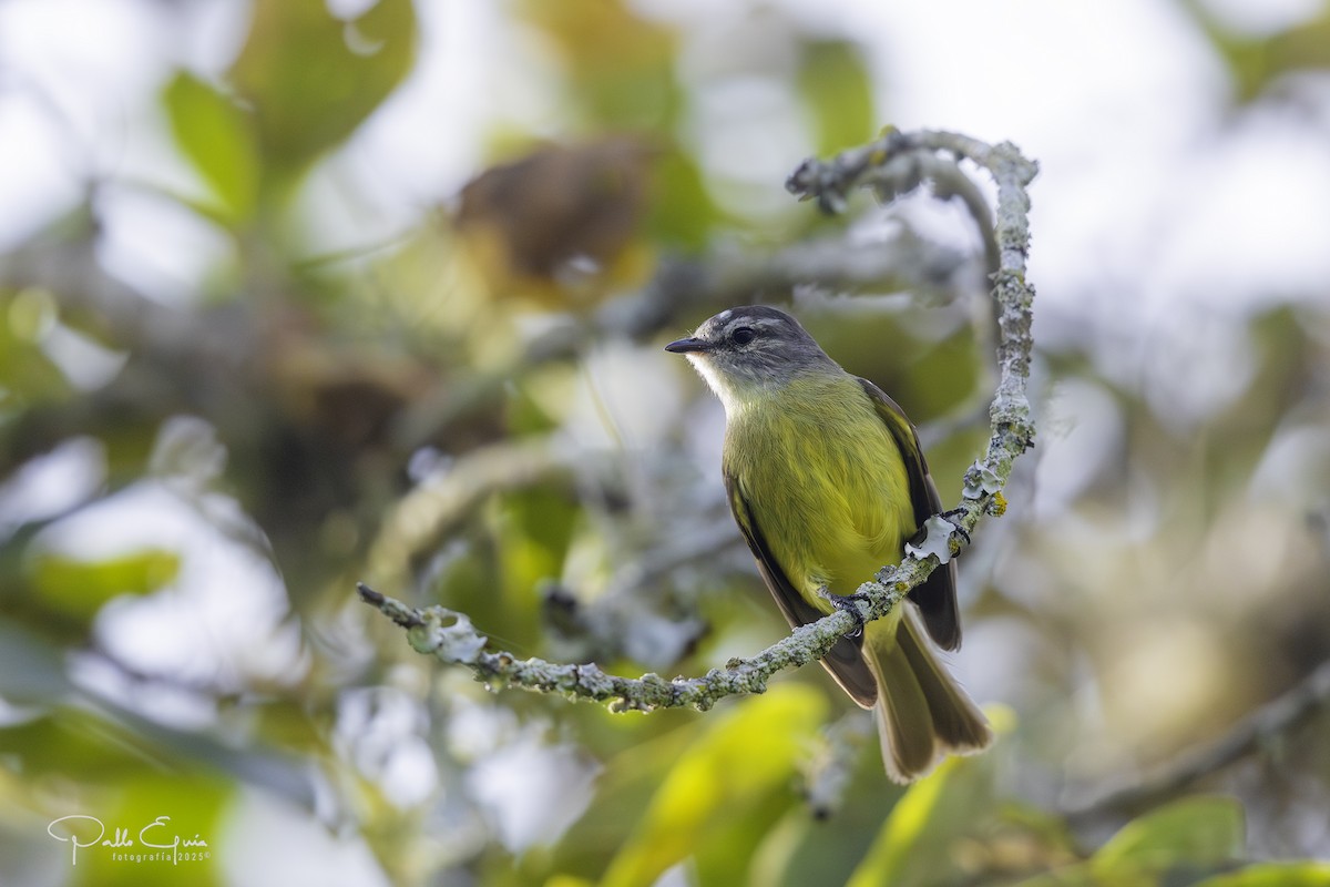 Sooty-headed Tyrannulet - ML640463603