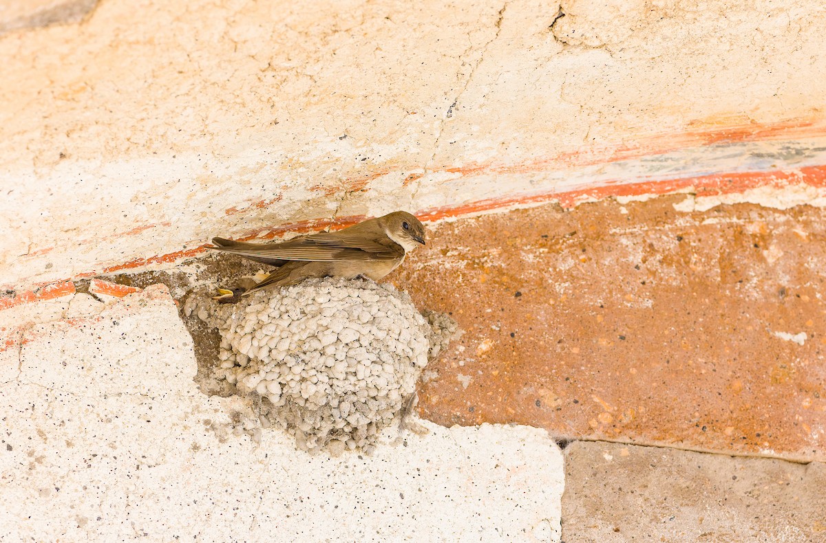 Eurasian Crag-Martin - ML640463686