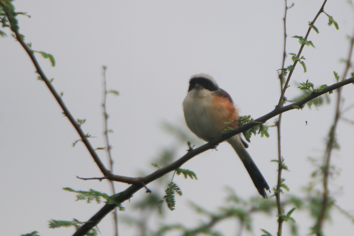 Bay-backed Shrike - ML640463717