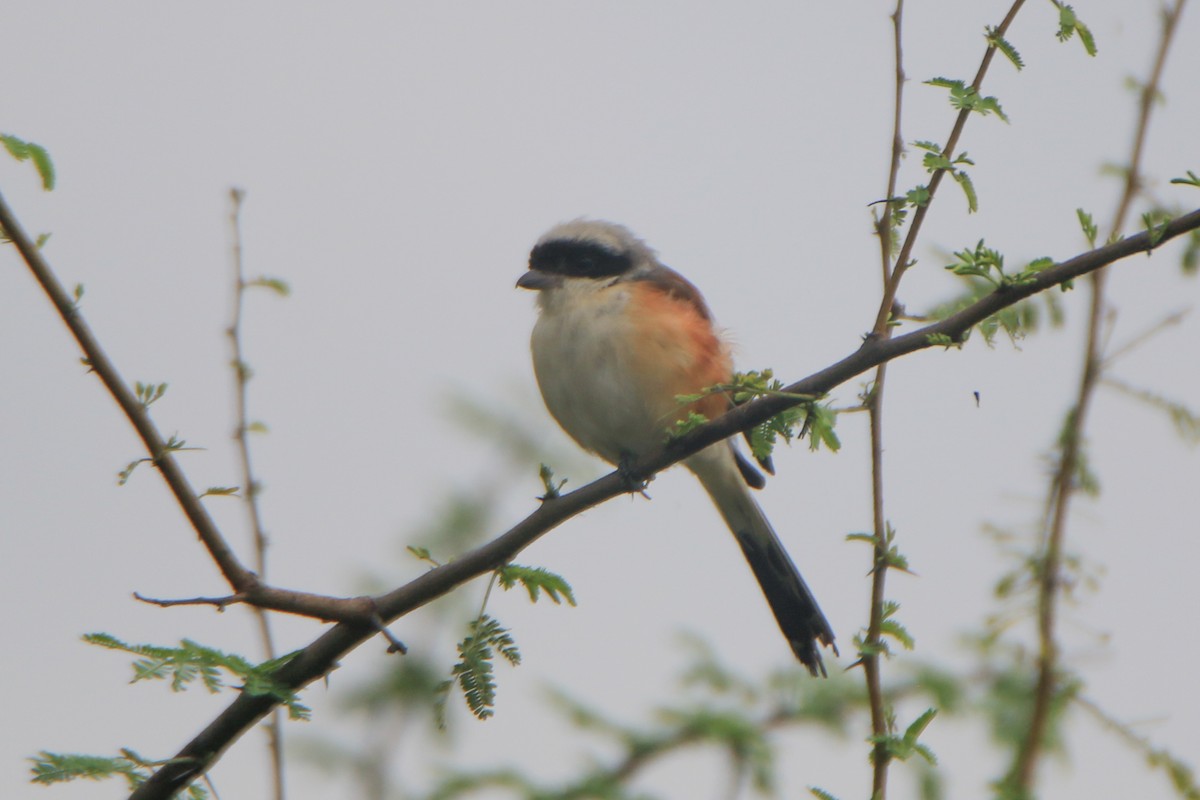 Bay-backed Shrike - ML640463718