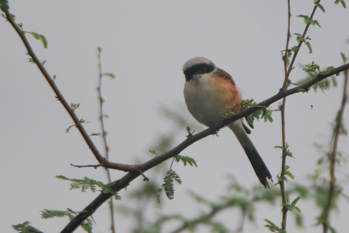 Bay-backed Shrike - ML640463719