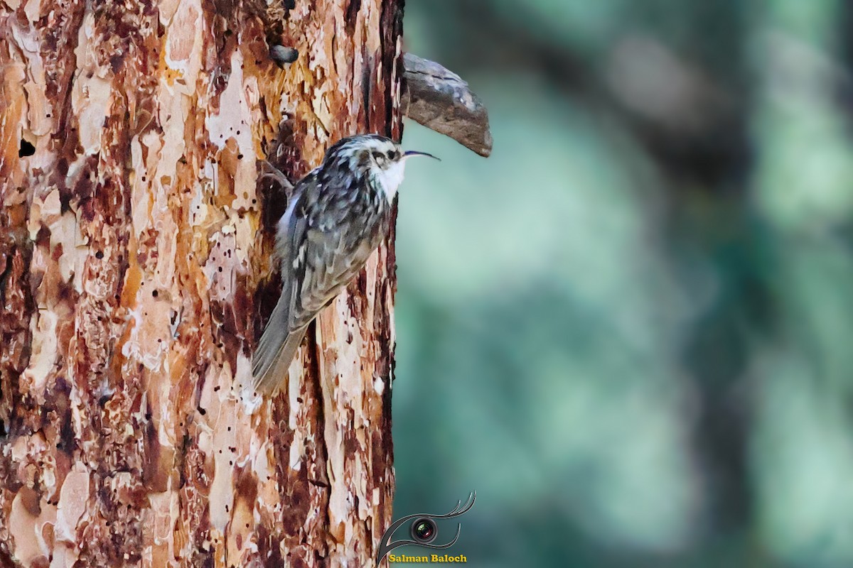 Hodgson's Treecreeper - ML640463761